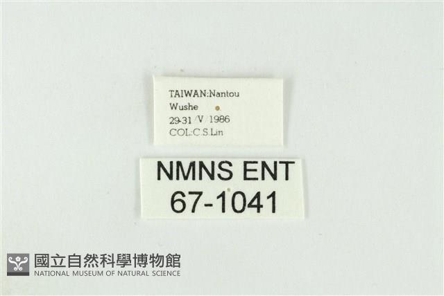 黑翅黃毒蛾藏品圖，第3張