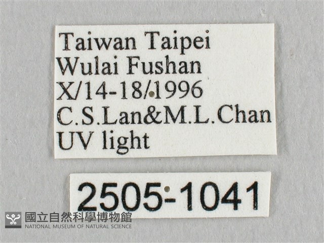 鉛斑帶鉤蛾藏品圖，第3張