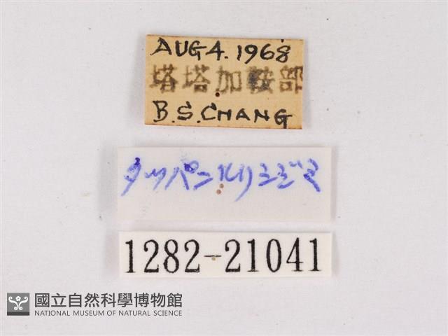 嫵琉灰蝶藏品圖，第3張
