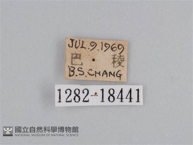 豔粉蝶藏品圖，第3張
