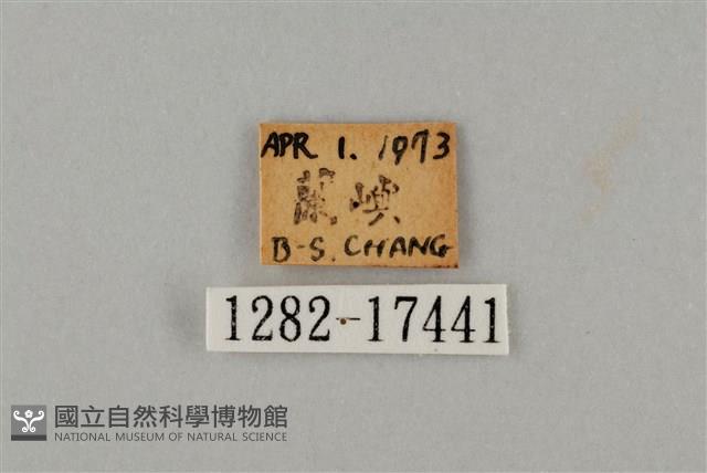 藍灰蝶沖繩亞種藏品圖，第3張