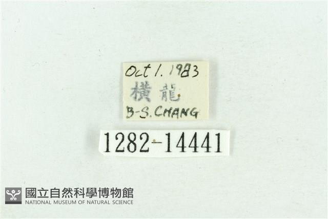 粉紅帶散紋夜蛾藏品圖，第3張