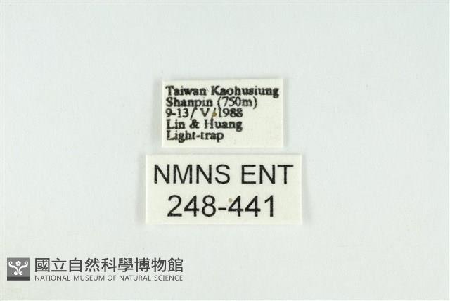 黑翅黃毒蛾藏品圖，第3張