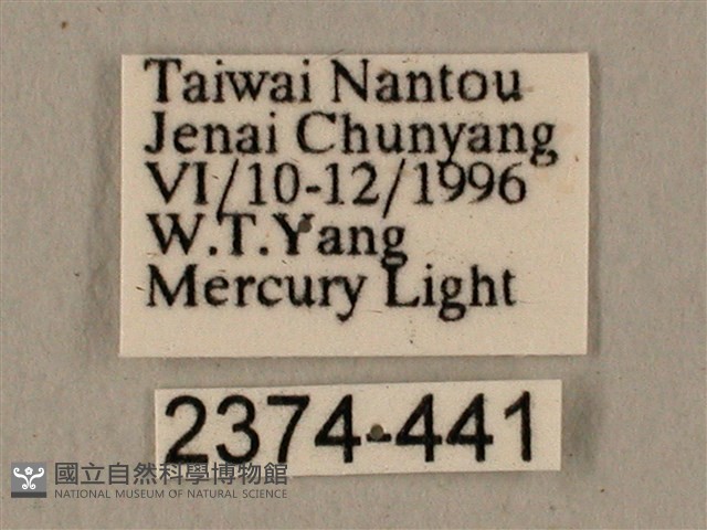 全緣缺角天蛾藏品圖，第3張