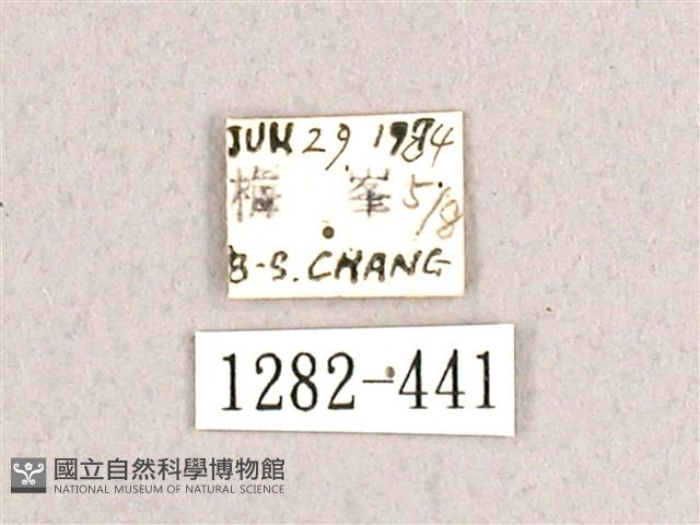 枯球籮紋蛾藏品圖，第3張