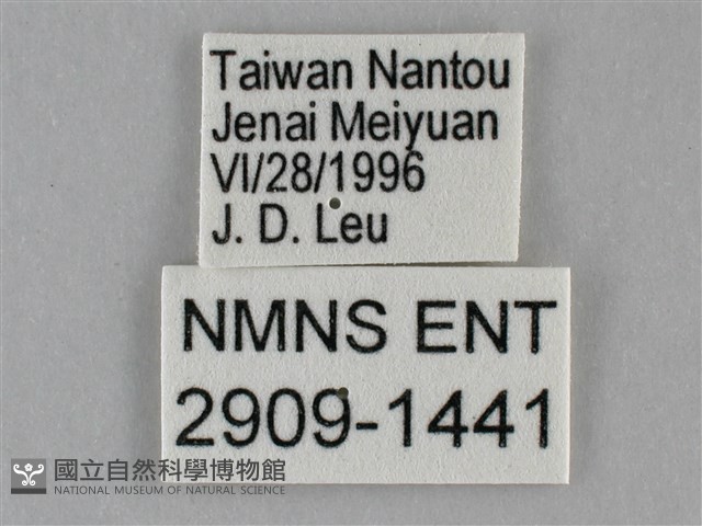 紫俳線蛺蝶藏品圖，第3張