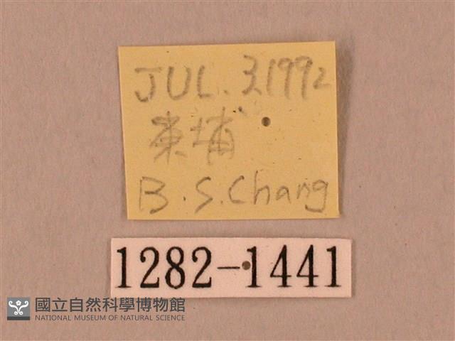 裂斑鷹翅天蛾藏品圖，第3張