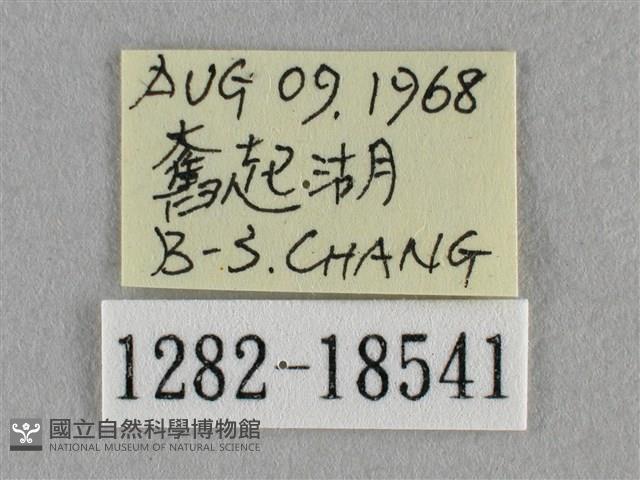 波灰蝶藏品圖，第3張