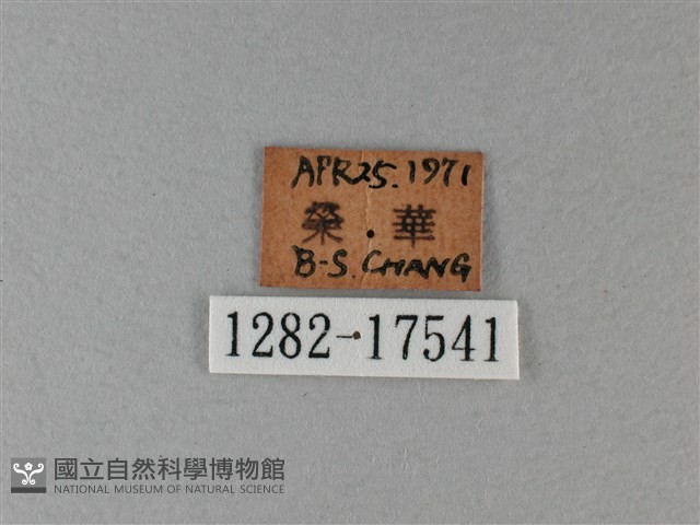 異紋帶蛺蝶藏品圖，第3張