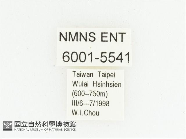 灰斑擬黑花金龜藏品圖，第2張