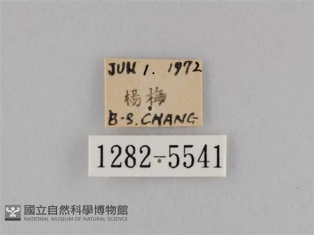 斜紋夜盜蛾藏品圖，第3張