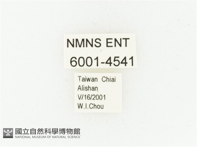 巴蘭陷紋金龜藏品圖，第2張