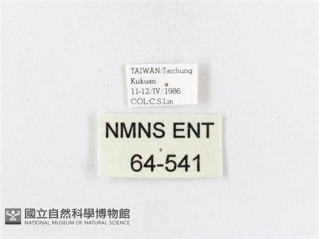 蓬萊茶斑蛾藏品圖，第3張