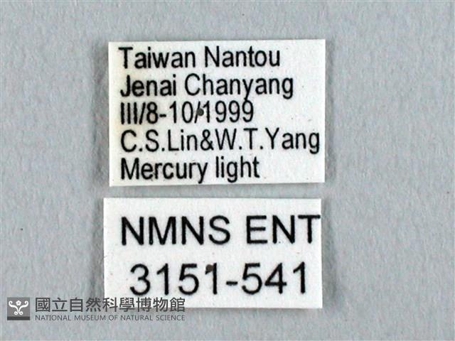 姬透目天蠶蛾藏品圖，第3張