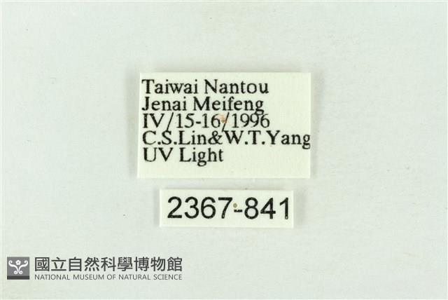 棍棒污燈蛾藏品圖，第3張