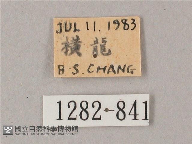 藏斜紋天蛾藏品圖，第3張