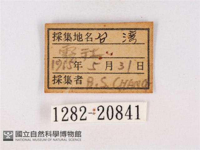 碧翠灰蝶藏品圖，第3張