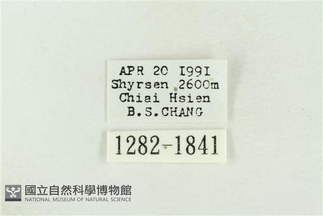 棍棒污燈蛾藏品圖，第3張