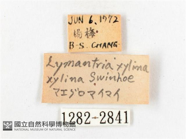 木毒蛾藏品圖，第3張