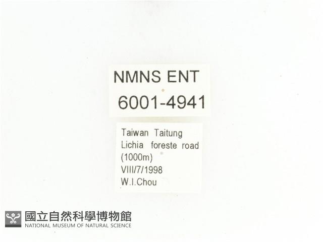 藍艷白點花金龜藏品圖，第2張