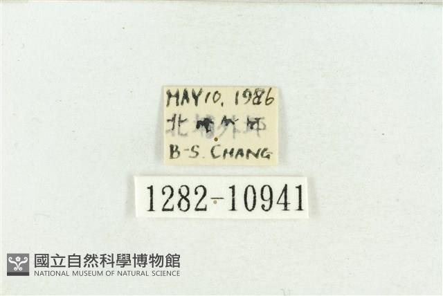 臺灣斑蕊夜蛾藏品圖，第3張