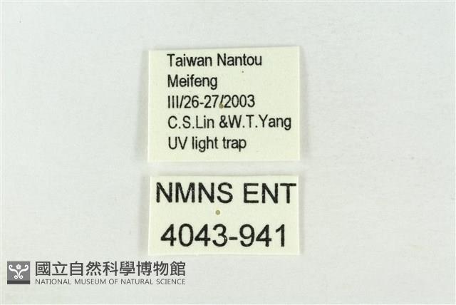 連珠波紋蛾藏品圖，第3張