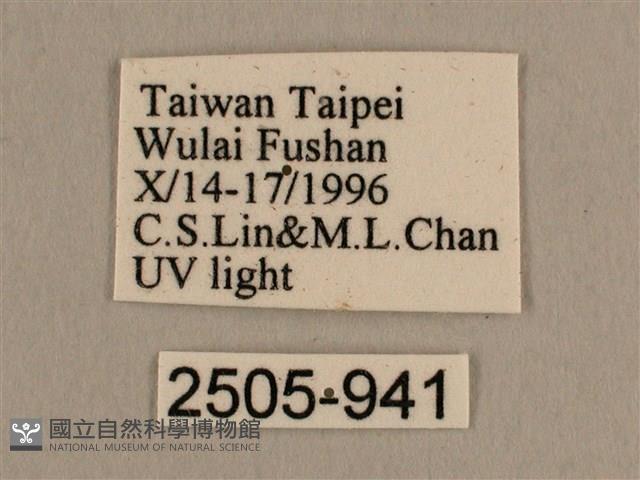 背線天蛾藏品圖，第3張