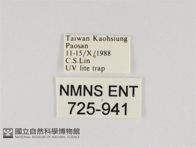 線紋篩蛾藏品圖，第3張