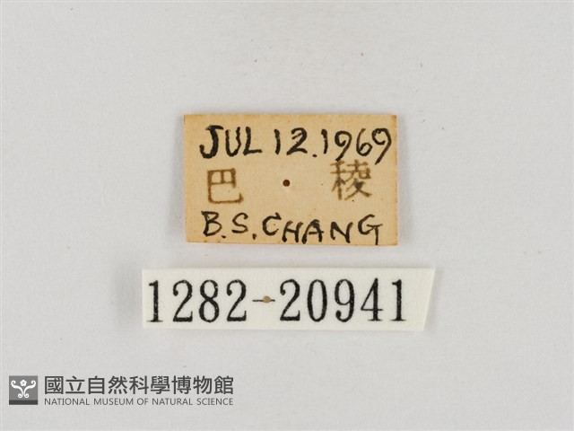 稻弄蝶藏品圖，第3張