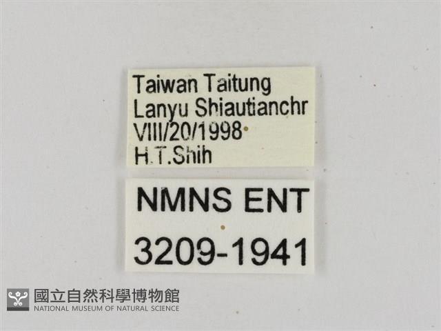 淡黃斑弄蝶藏品圖，第3張