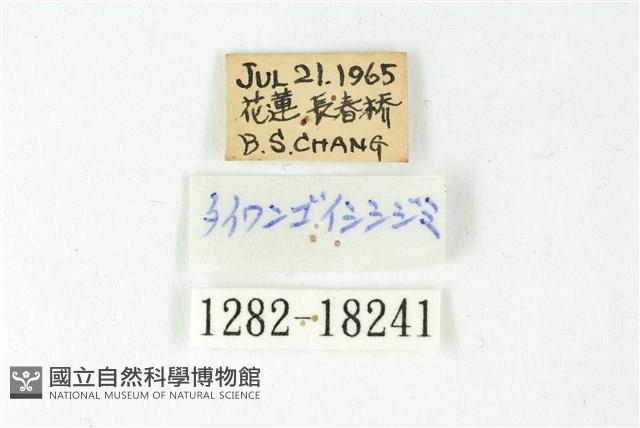 森灰蝶藏品圖，第3張