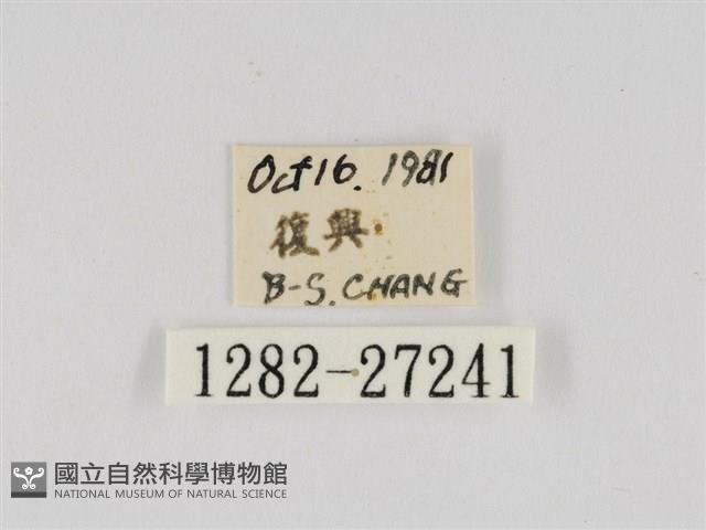 線紋篩蛾藏品圖，第3張