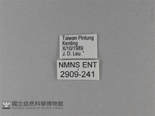 大白斑蝶藏品圖，第3張