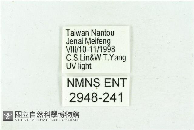 臺雪苔蛾藏品圖，第3張