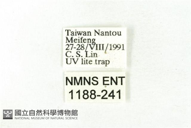 樹形尺蛾藏品圖，第3張