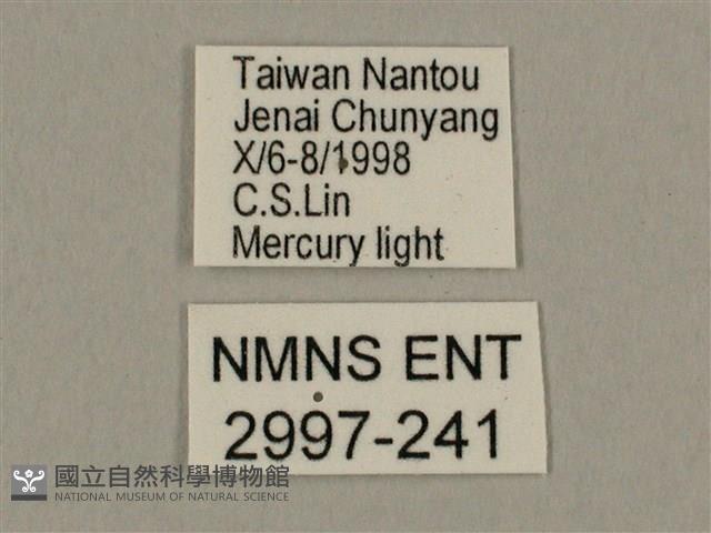 棕綠背線天蛾藏品圖，第3張