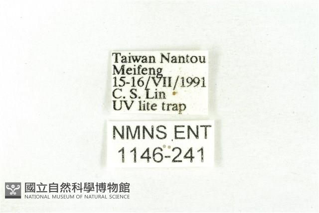 樹形尺蛾藏品圖，第3張