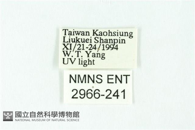 三條橙燈蛾藏品圖，第3張