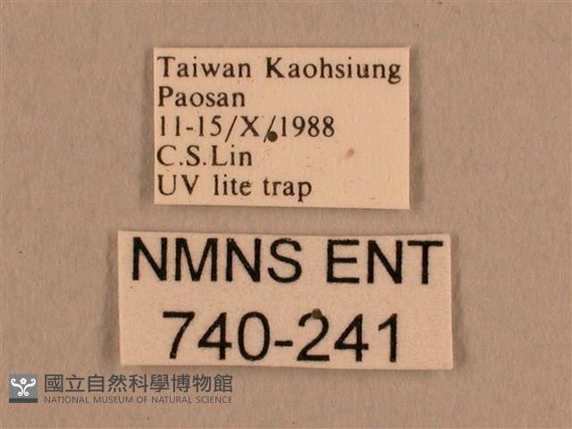 背線天蛾藏品圖，第3張