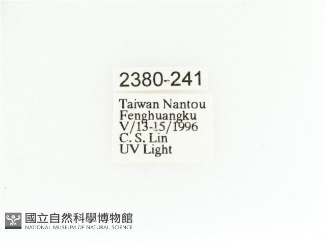 艷金龜藏品圖，第2張