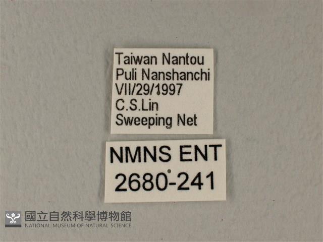 異粉蝶、雌白黃蝶藏品圖，第3張