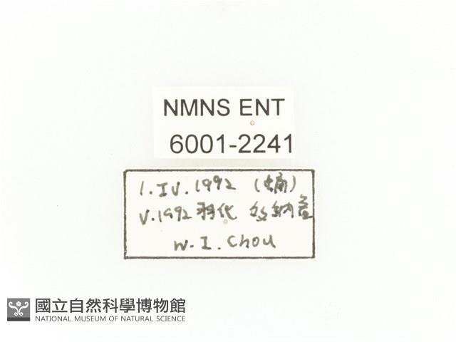 斑翅四齒金龜藏品圖，第2張