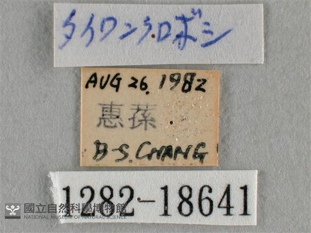 黑星灰蝶藏品圖，第3張