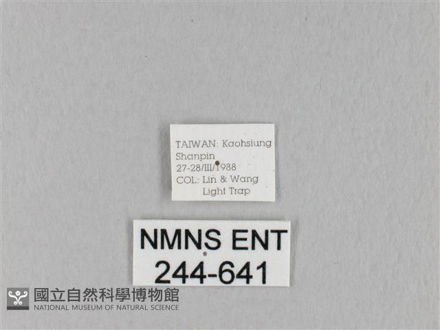 馬尾松枯葉蛾藏品圖，第3張