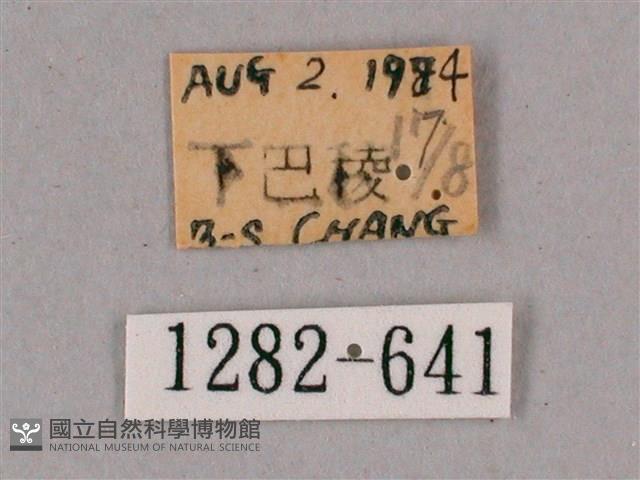 細斜紋霜天蛾藏品圖，第3張