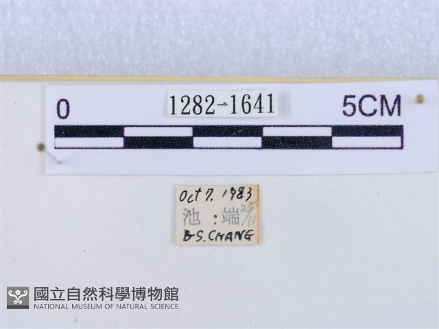 閃光苔蛾藏品圖，第3張