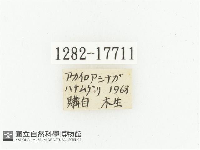 血紅虎斑花金龜藏品圖，第2張