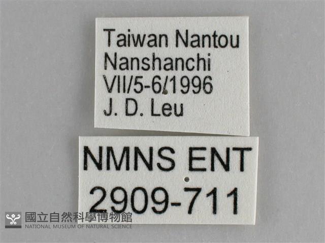 鋸粉蝶藏品圖，第3張