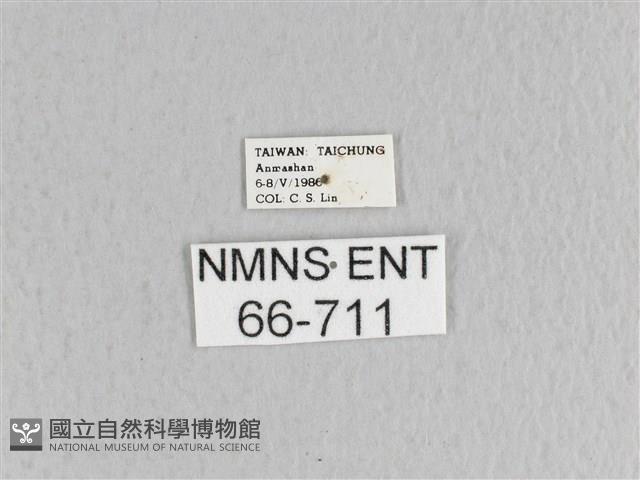 月斑枯葉蛾藏品圖，第3張