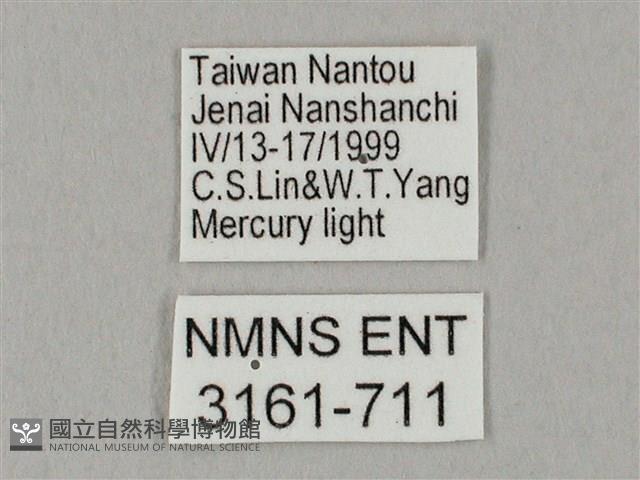 白點天蛾 藏品圖，第3張